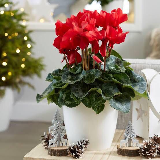 Utopya Cicekcilik